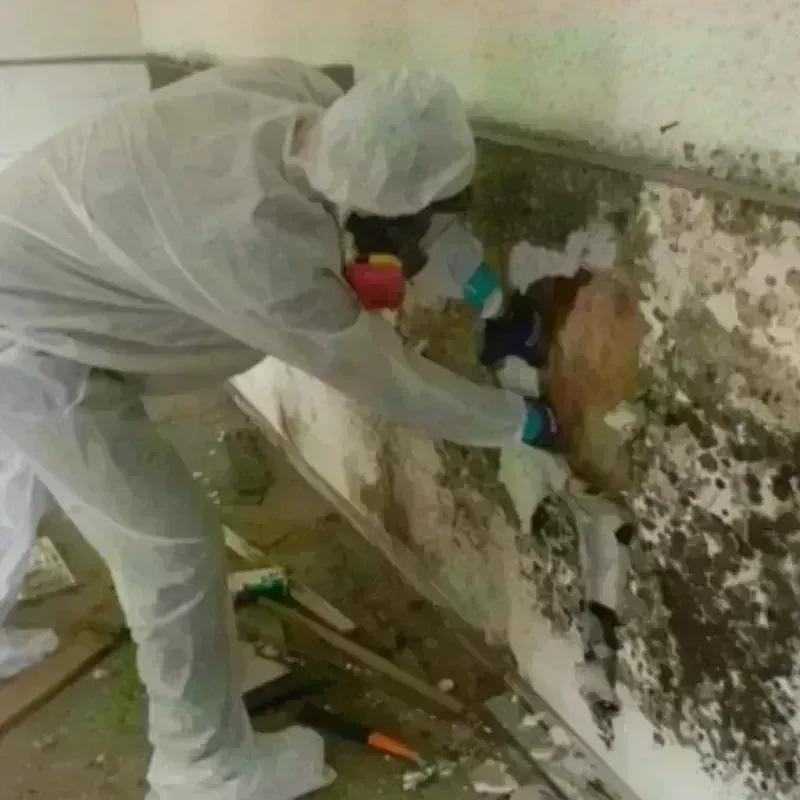 Mold Remediation and Removal in Carmel-by-the-Sea, CA